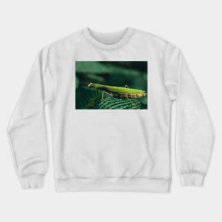 Mantis Crewneck Sweatshirt